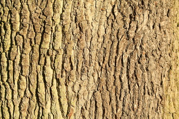 Holztextur, Hintergrundbild, grünliche Baumrinde