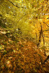 path in forest in autumn covered with colorful leaves