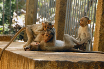 Indian Monkey images 