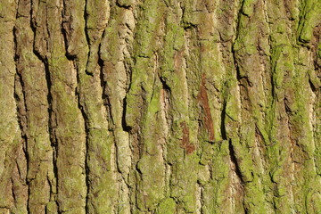 Holztextur, Hintergrundbild, grünliche Baumrinde