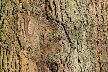 Holztextur, Hintergrundbild, grünliche Baumrinde