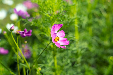 コスモス　cosmos