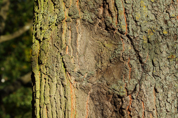 Holztextur, Hintergrundbild, grünliche Baumrinde