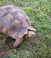 iesenschildkröte