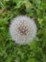 dandelion on background of green grass