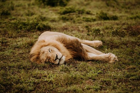 Africa wild animals