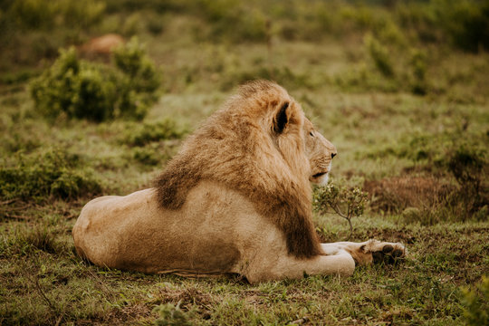 Africa wild animals