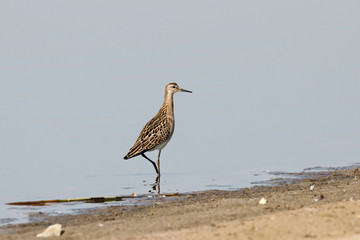 Ruff philomachus pugnax juvenile looking for food on lake shore. Cute funny shorebird in wildlife.
