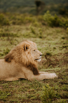 Africa wild animals