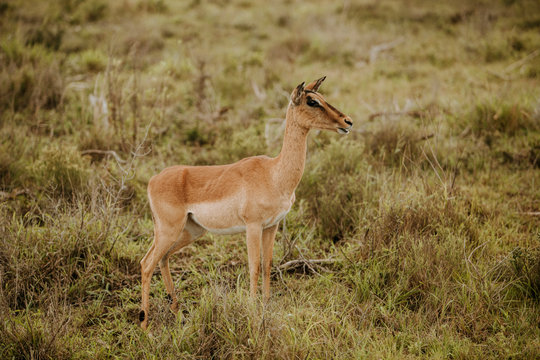 Africa wild animals