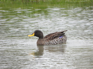 Yellow-billed ducks