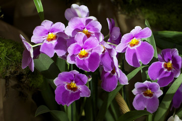 Orchidée Miltonia Violete (Plante Verte Exotique Tropicale)