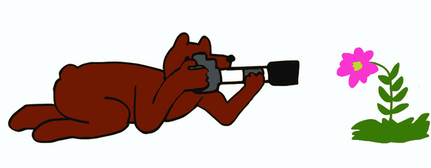 a bear nature photographer