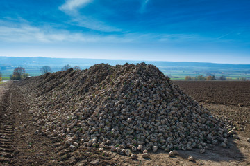 Berg Zuckerrüben nach der Ernte