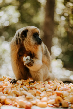 Africa wild animals