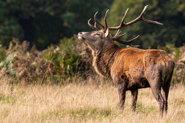 red deer stag