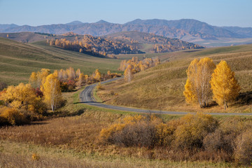The road in the mountains of autumn Altai, yellow birches.