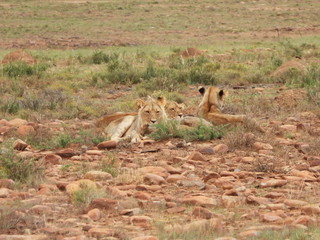 Lionesses in Mountain Zebra NP