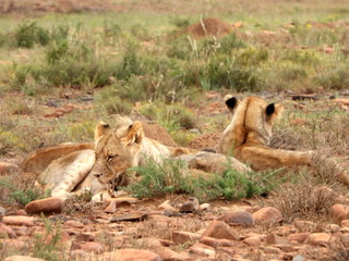 Lionesses in Mountain Zebra NP