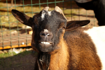 Улыбающийся козлик