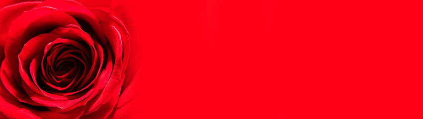 Red rose flower background