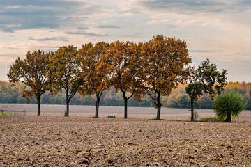 Group of autumnal trees between sugar beet farmland with trees in the background
