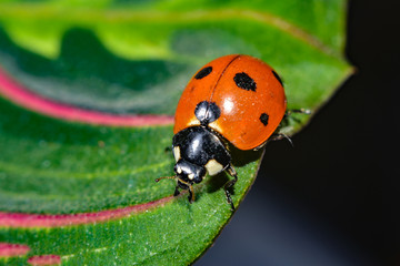Ladybug crawling on a green grassy leaf, macro photo of wildlife.