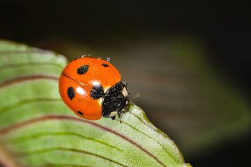 Ladybug crawling on a green grassy leaf, macro photo of wildlife.