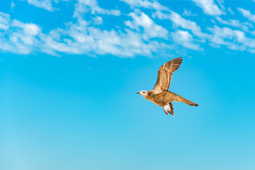 A seagull flies in the sky under the clouds.