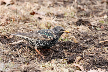 Common starling sturnus vulgaris looking for food on ground in early spring. Cute bright colorful migrant songbird in wildlife.