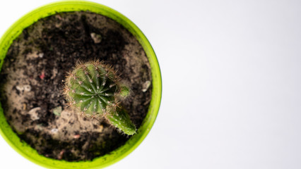 Cactus in a green flowerpot on a white background