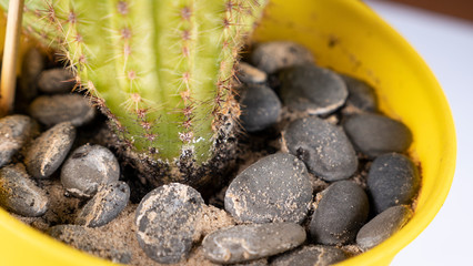 Cactus in a yellow flowerpot and stones on a white background