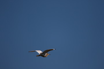 Heron in flight