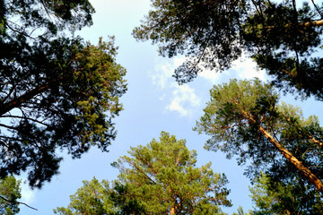 Небо и сосны