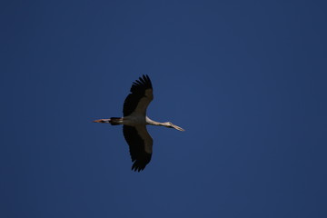 Obraz premium stork in flight