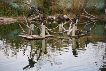 the european shags on a balsa wood