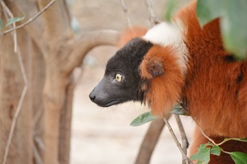 a red ruffed lemmur staring