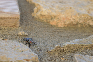 fly on stone wall
