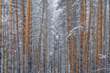Fototapeta premium The pines under the snow in the dense forest. A charming winter background. Winter time.