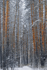 The pines under the snow in the dense forest. A beautiful winter background. Winter time.