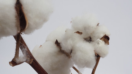 Close up of Cotton flowers on black background.