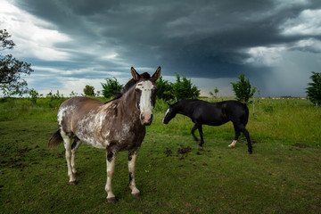 Obraz premium Two beautiful horses in the field. In the sky a huge storm is approaching.
