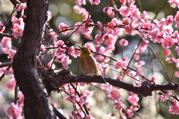 紅梅とメジロ