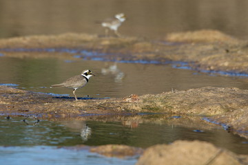 Bird in water