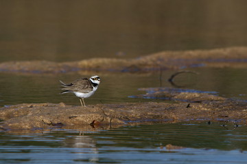 Bird in water