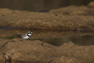 Bird in water