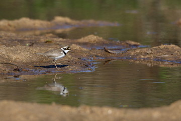 Bird in water
