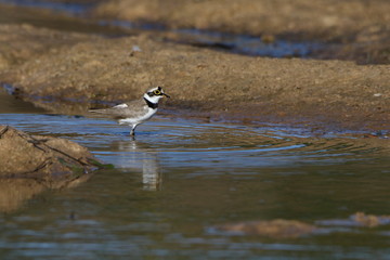 Bird in water