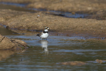 Bird in water