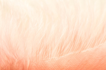 Closeup of the down feather of a bird. The bird's feather is close, pink fluff like seaweed or fairy trees, an abstraction of tenderness and lightness.